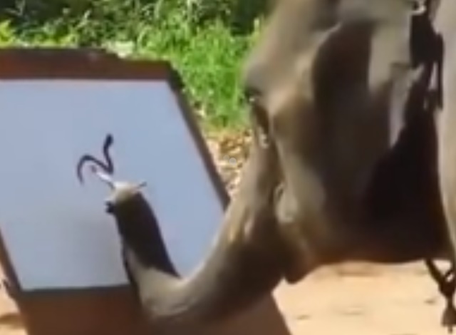 태국 치앙마이 코끼리 캠프에 있는 일명 '코끼리 화가'가 그린 '코끼리 자화상'이 누리꾼들의 큰 관심을 받고 있다. /유튜브 캡처