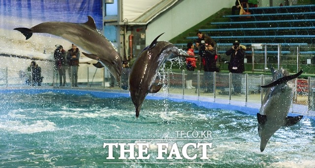 울산 수입 돌고래 5일 만에 폐사. 일본에서 수입한 돌고래 1마리가 5일 만에 폐사했다. 사진은 서울동물원 돌고래. /더팩트 DB