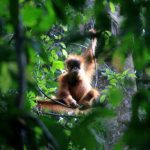 Demi Sawit, Malaysia Pakai ‘Diplomasi Orangutan’