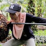 Ilustrasi pekerja kebun sawit. Foto: Bernama.com