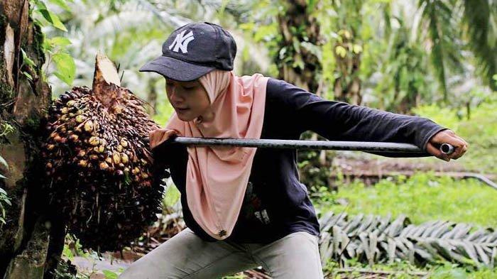 Ilustrasi pekerja kebun sawit. Foto: Bernama.com