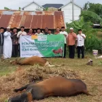 ICMI Aceh Qurban Perdana, Sembelih 4 Ekor Sapi. Foto: Istimewa