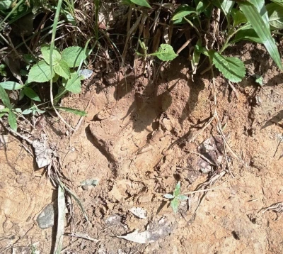 Jejak kaki harimau yang diduga memangsa sapi warga. Foto: Humas Polres Aceh Timur Jejak kaki harimau yang diduga memangsa sapi warga. Foto: Humas Polres Aceh Timur