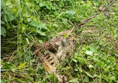 Bangkai sapi yang diduga dimakan harimau. Foto: Humas Polres Aceh Timur Bangkai sapi yang diduga dimakan harimau. Foto: Humas Polres Aceh Timur