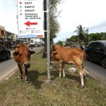Ilustrasi ternak berkeliaran di jalan nasional Soekarno-Hatta, Aceh Besar, Aceh, Senin, 14 Juni 2021. Foto: Detik