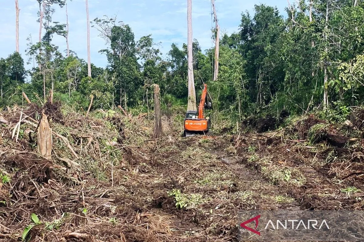 Ekskavator sedang merambah hutan lindung di kawasan Rawa Tripa, Kecamatan Darul Makmur, Kabupaten Nagan Raya, Provinsi Aceh. Foto: Antara/Dokumentasi Apel Green Aceh