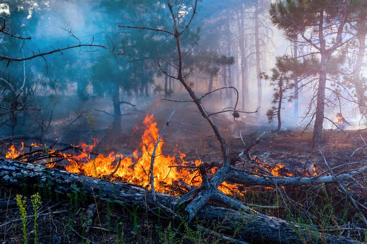 Ilustrasi kebakaran hutan dan lahan. Foto: shutterstock.com