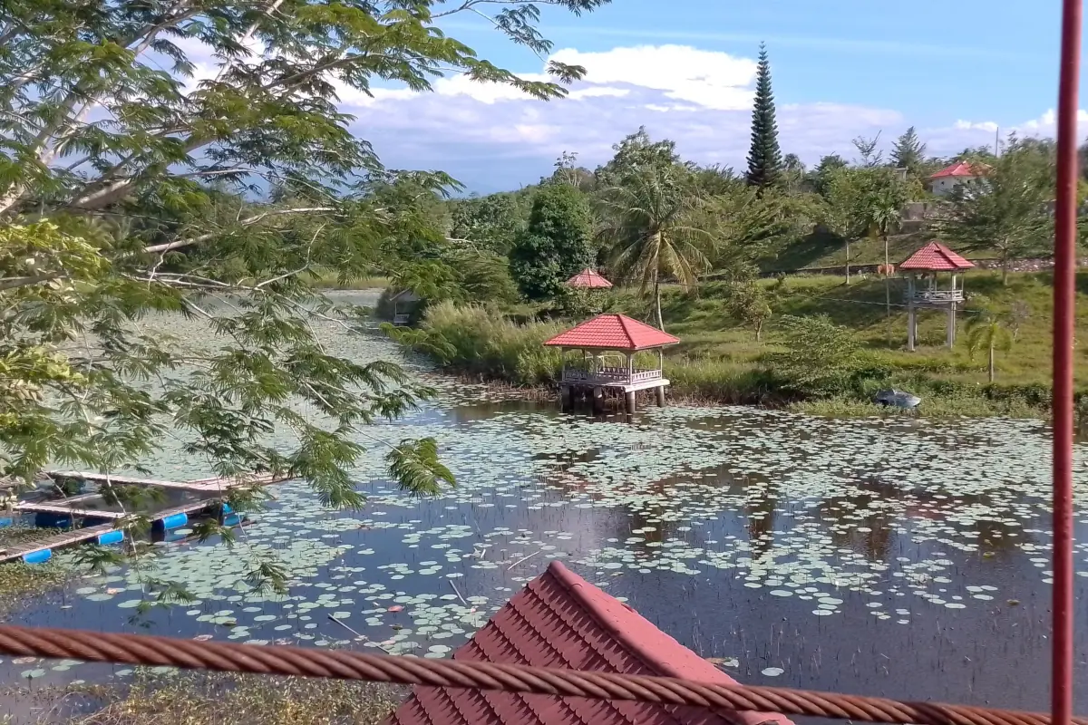 Penampakan teratai yang memenuhi permukaan Waduk Jeulikat. Foto: Silvia Wati/Line1.News