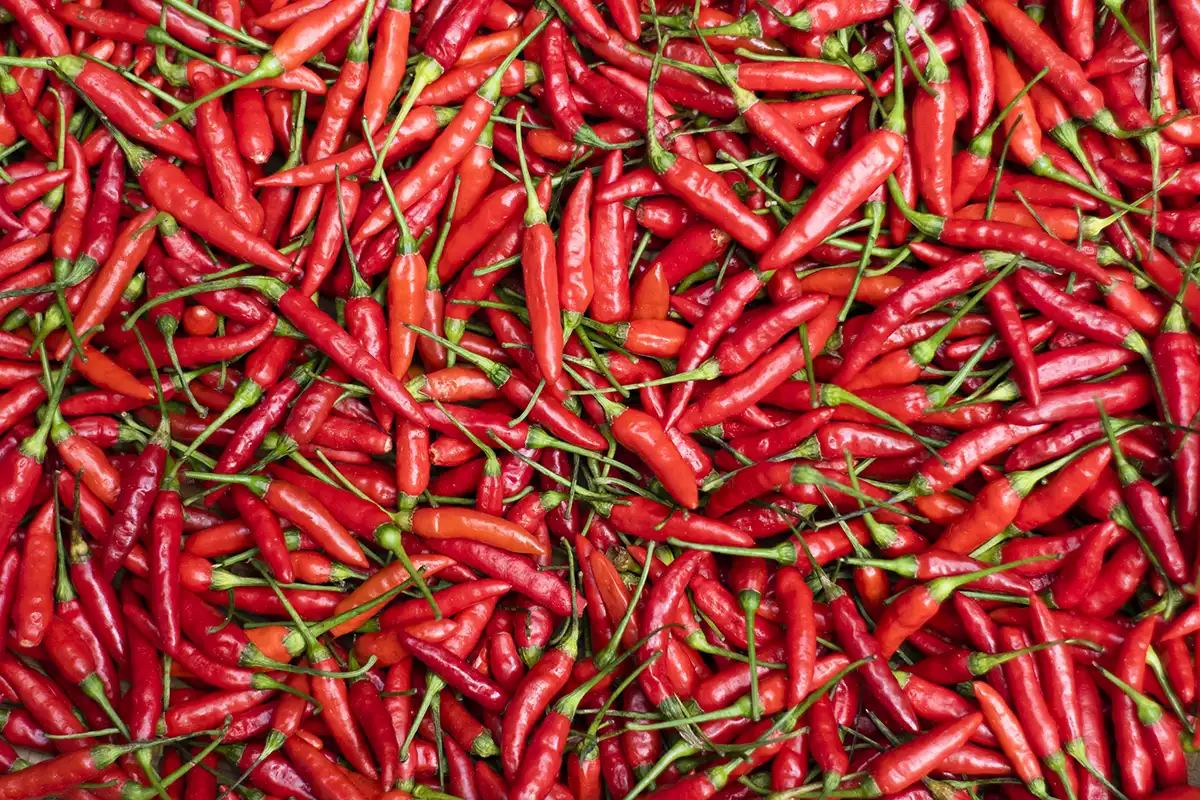 Cabai rawit caplak merah. Foto: Line1.News/fbp