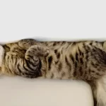 Ilustrasi kucing tidur. Foto: Line1.News