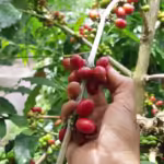Buah kopi arabika gayo yang sudah masak di pohon. Foto: Line1.News/Fbp