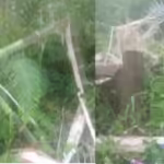 Tanaman di kebun warga rusak kawasan Cot Girek, Aceh Utara, rusak diamuk kawanan gajah liar. Foto: Dok LPLHa