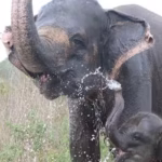 Ilustrasi gajah