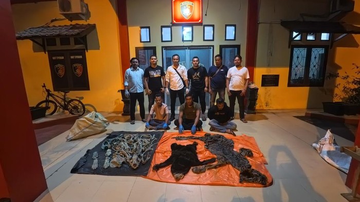 penjual kulit harimau