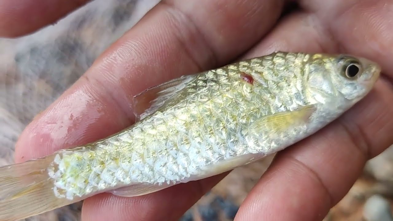 Ikan Keudawah