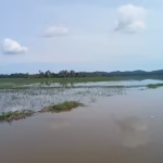 Sawah Nisam terendam1