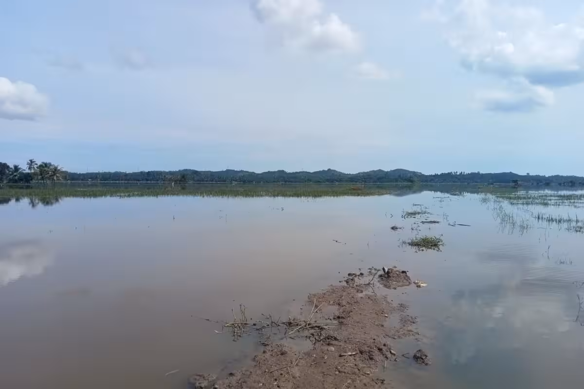 Sawah Nisam terendam2