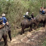 Turis menunggang gajah di Thailand