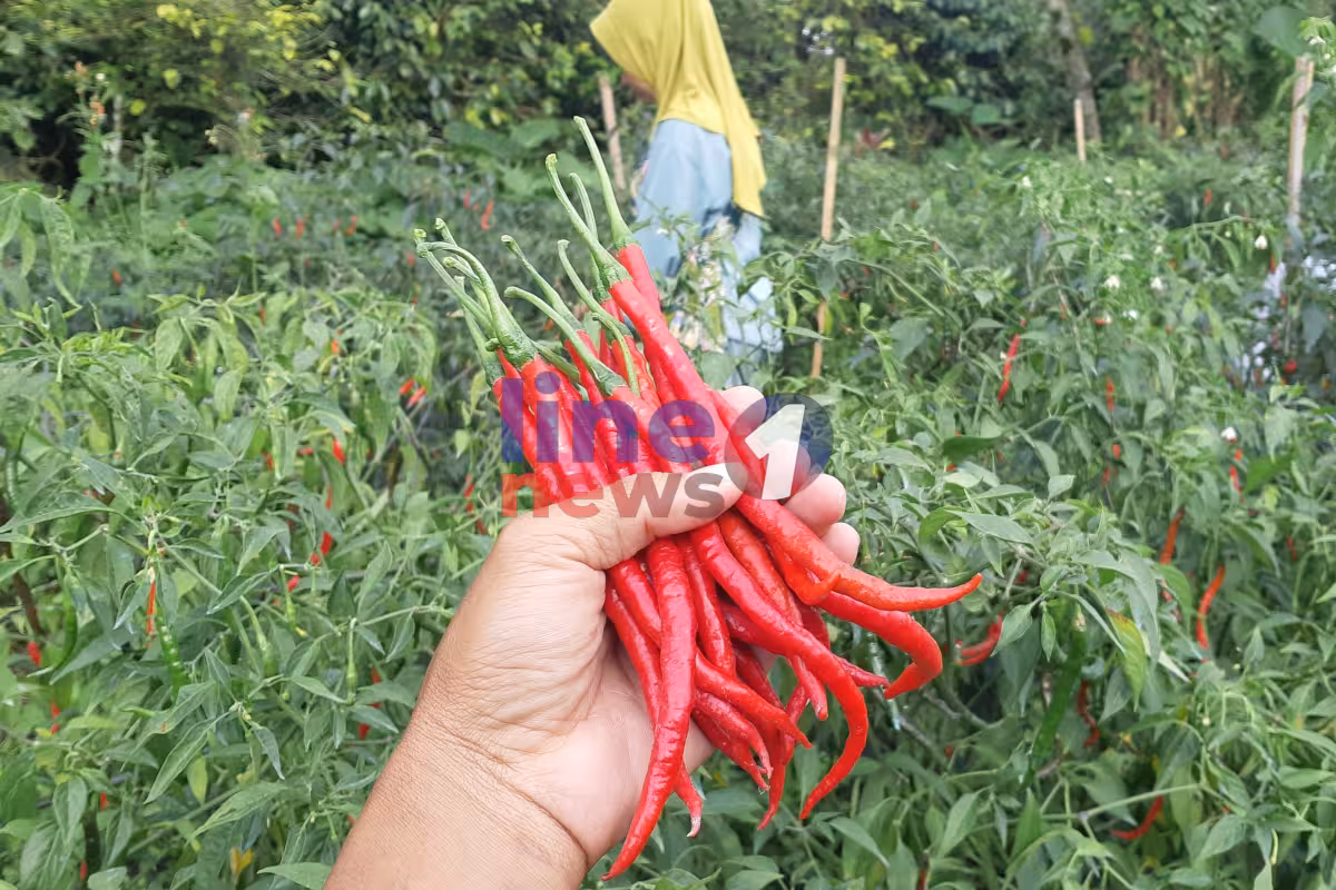 cabai merah1