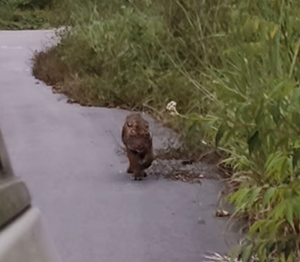 Penampakan harimau di jalan lintas Gayo Lues-Aceh Timur