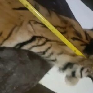 Barang bukti kulit harimau