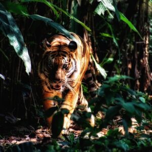 Ilustrasi harimau