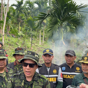 BNN musnahkan ladang ganja di Aceh Besar