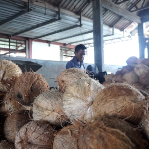 Pedagang kelapa di Banda Aceh