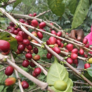 Kopi Aceh foto Antara