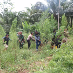 Ladang ganja di Sawang Aceh Utara