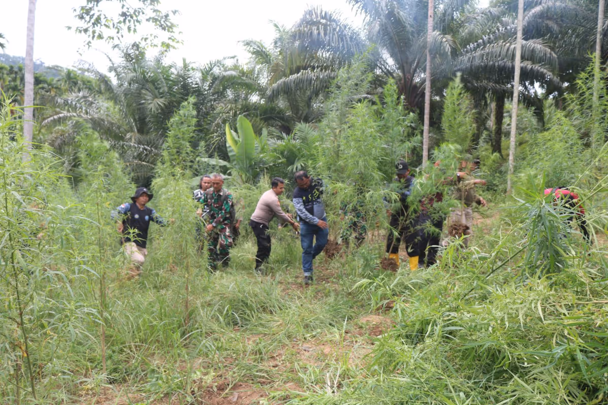 Ladang ganja di Sawang Aceh Utara
