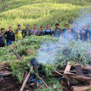 ladang ganja pining gayo lues (4)