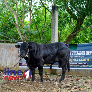 Penyembelihan sapi prabowo Line1News Yasir (2)