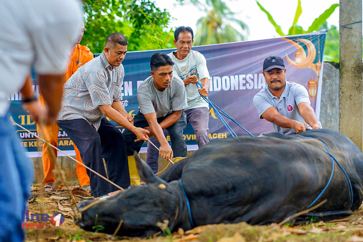 Penyembelihan sapi prabowo Line1News Yasir (5)