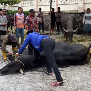 Proses penyembelihan sapi bantuan Prabowo di Masjid Agung Ruhama Takengon