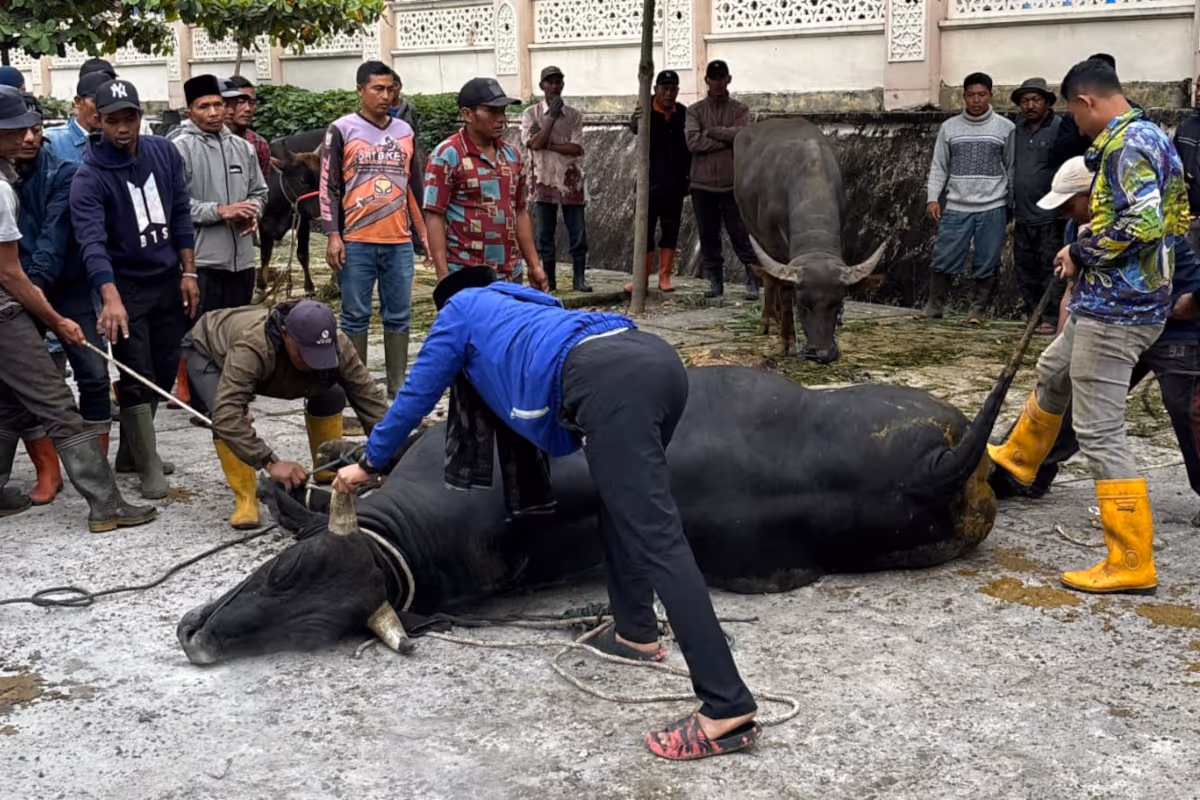 Proses penyembelihan sapi bantuan Prabowo di Masjid Agung Ruhama Takengon