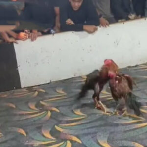 Arena sabung ayam