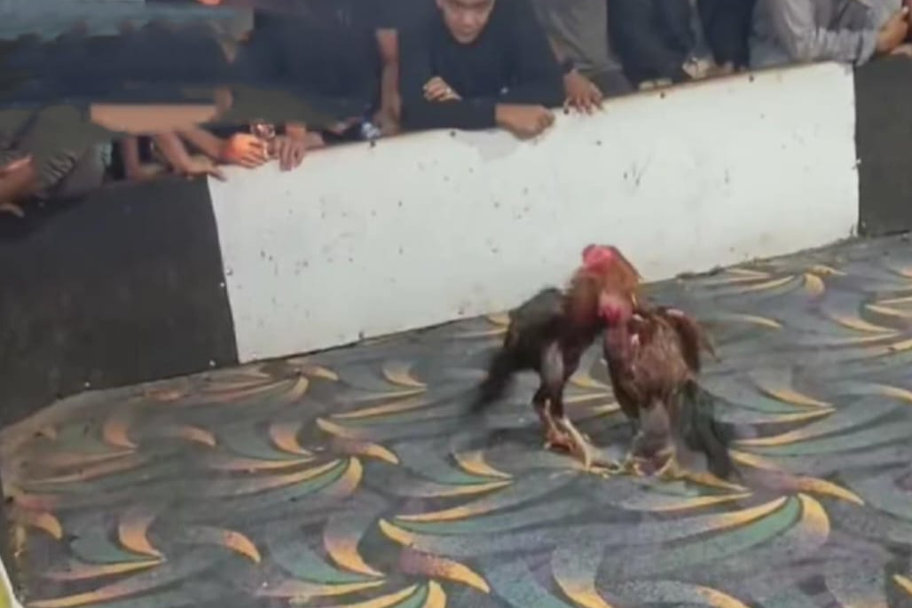 Arena sabung ayam