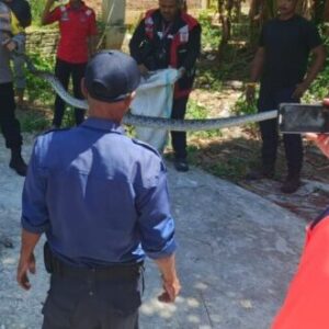 Ular piton yang berhasil dievakuasi dari sumur
