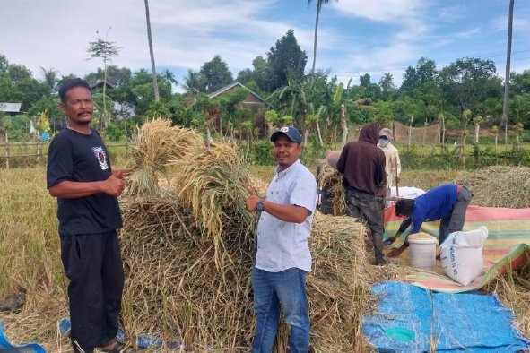 Petani kumpul gabah di Gampong Siem Aceh Besar