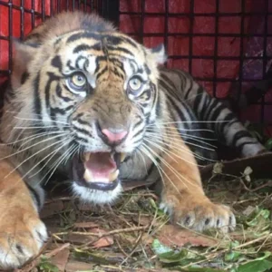 Harimau Sumatra