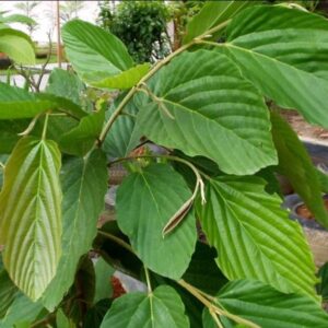 Tanaman Flemingia macrophylla