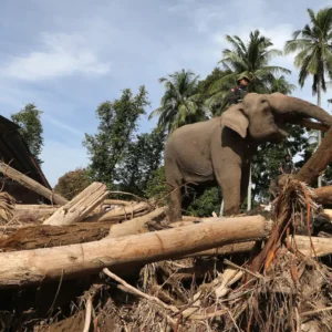 Gajah Sumatra di Pidie Jaya
