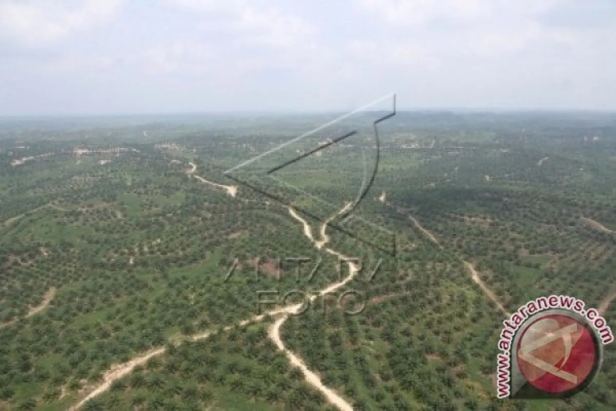 Hamparan Kelapa Sawit di Aceh Tamiang