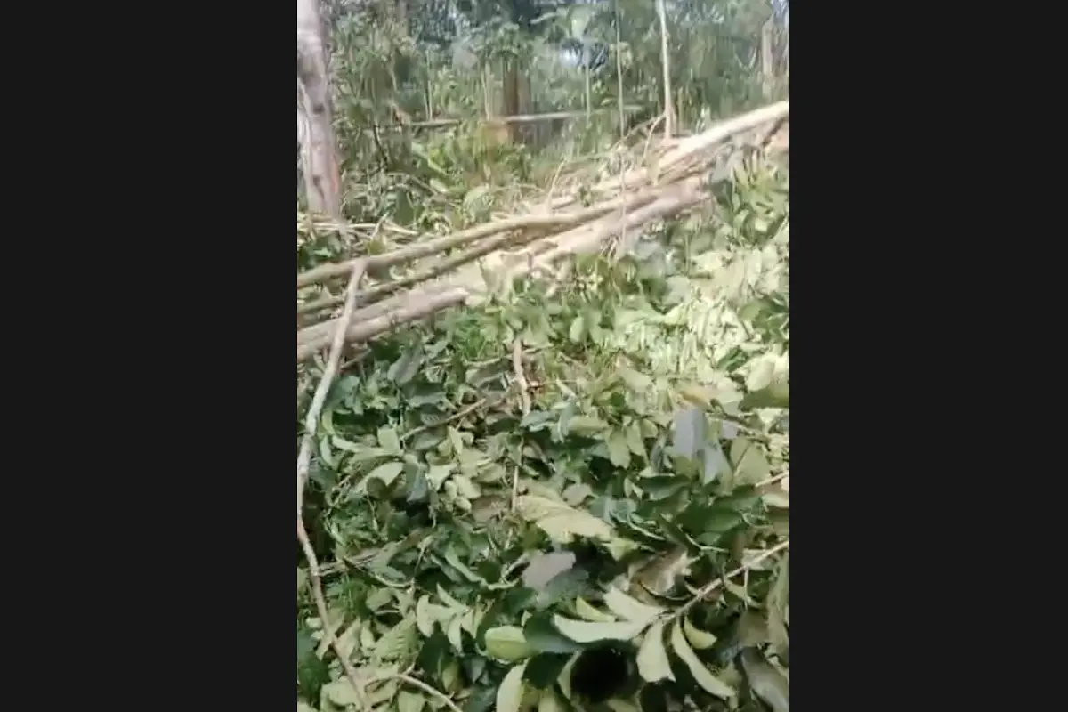 Kebun warga yang dirusak gajah