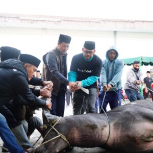 Bupati Haili Yoga sembelih hewan kurban
