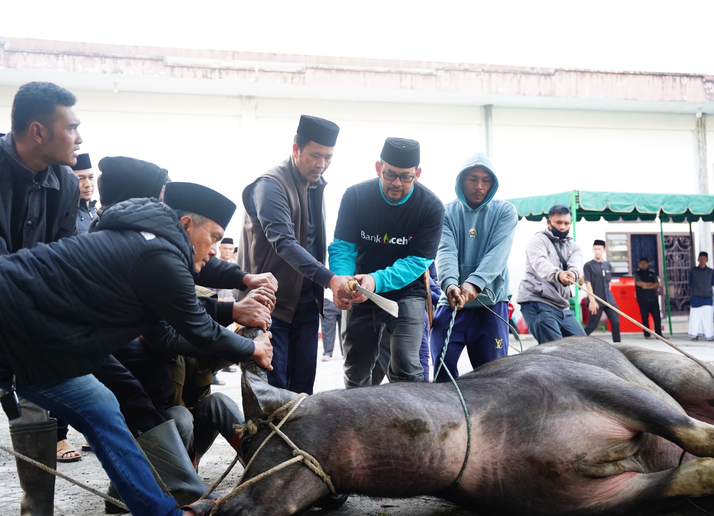 Bupati Haili Yoga sembelih hewan kurban