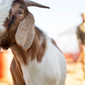 Ilustrasi kambing kurban