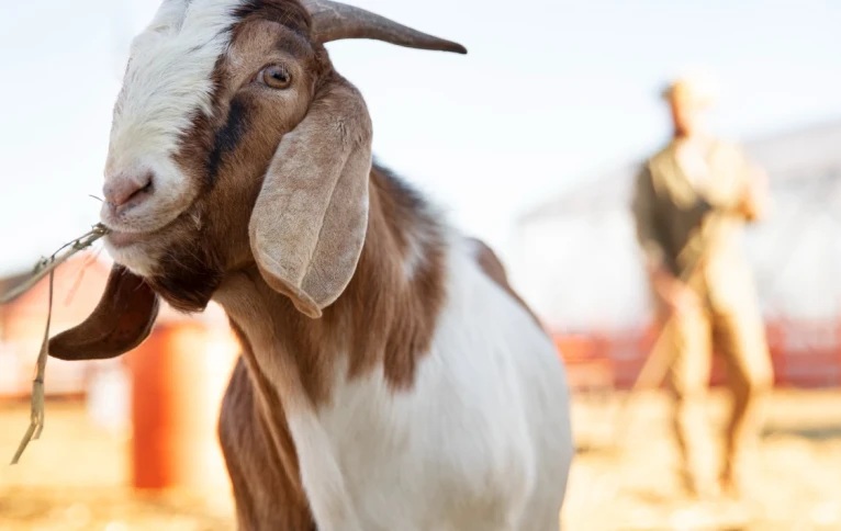 Ilustrasi kambing kurban