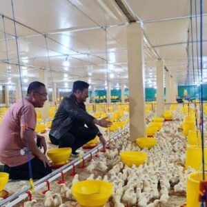 Ilustrasi peternakan ayam broiler sistem modern di Gowa